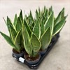 SANSEVIERIA 12 CM WHITE SNOW VECKANS